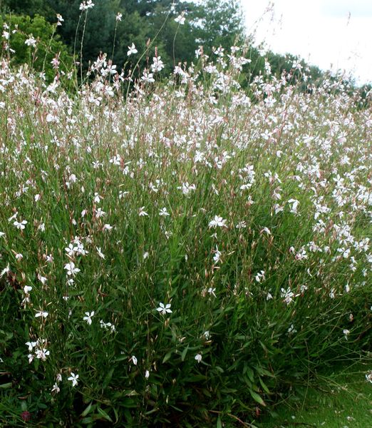Gaura lindheimeri 'Whirling Butterflies'